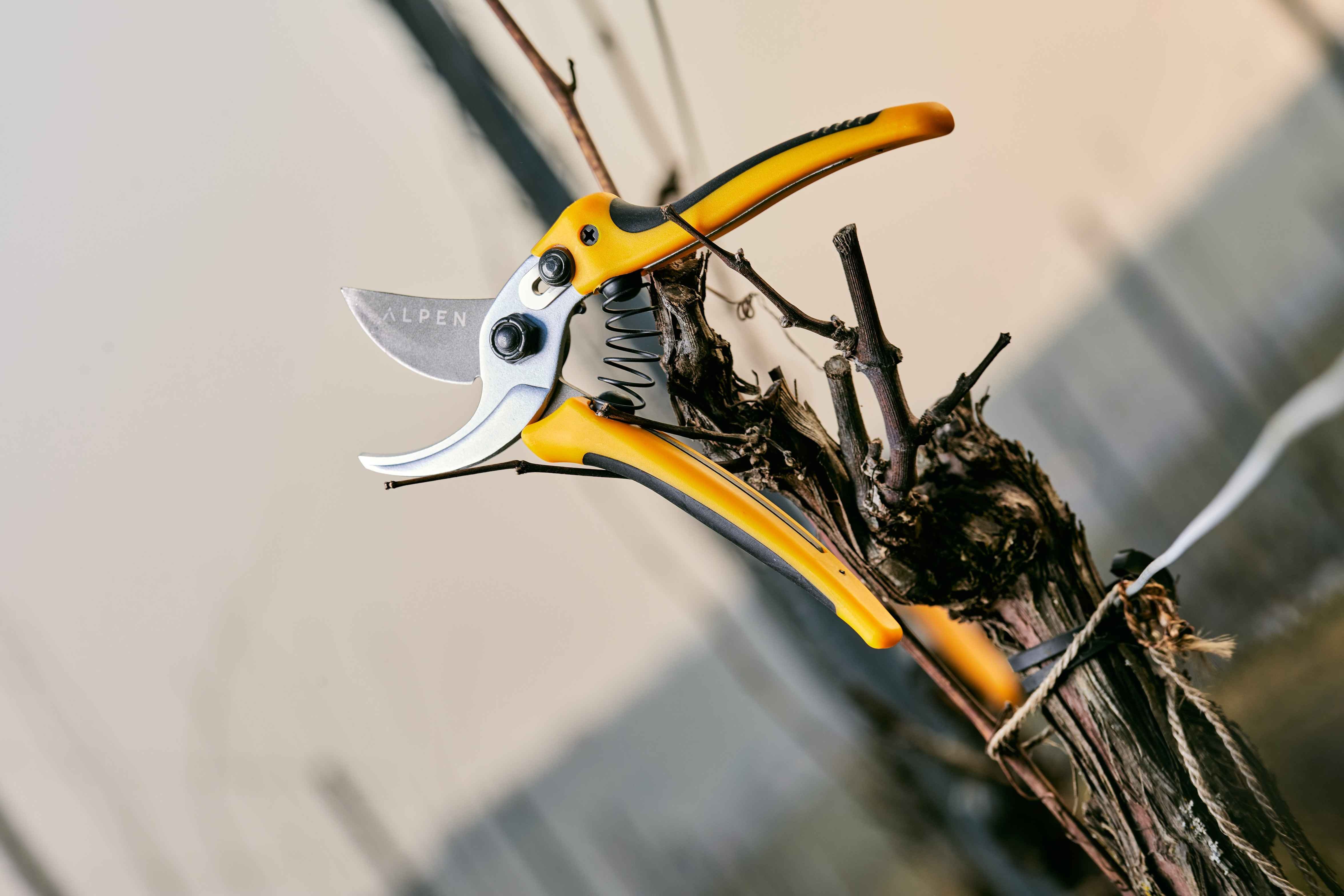 Zahradnické nůžky Gelbhorn 140 při prořezu vinné révy Zahradnické nůžky Gelbhorn 140 při prořezu vinné révy