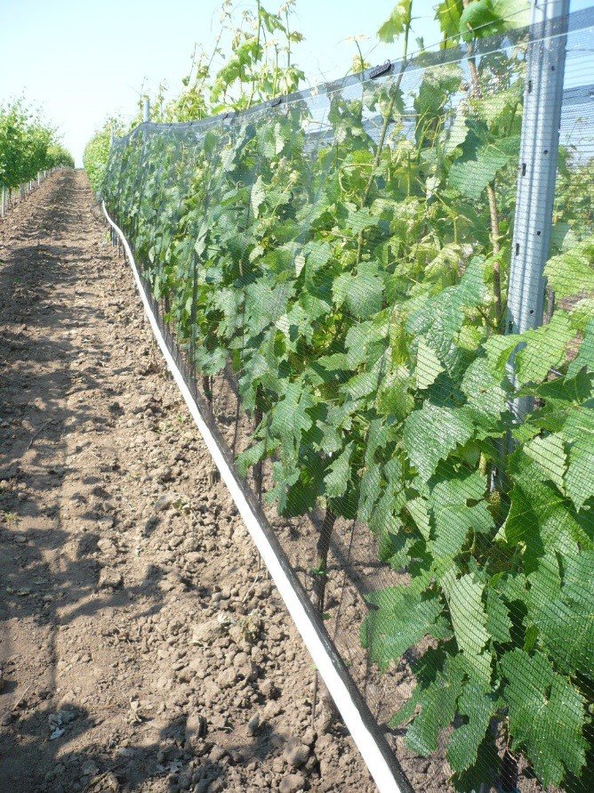 Zkušenosti se systémem Whailex - Vinařství rodu Pazderků
