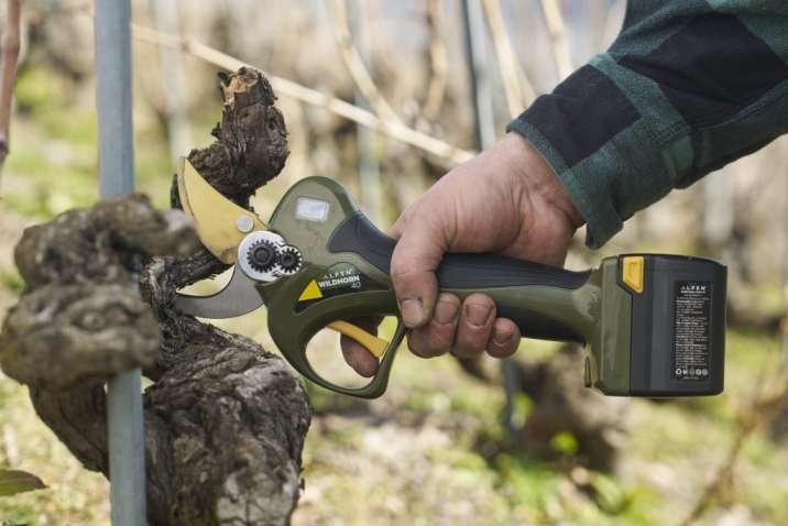 Elektrické nůžky Wildhorn 40 při řezu kmene révy